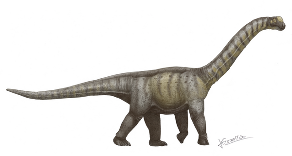 An artists rendering of Camarasaurus.  By Jesus Gamarra.  Creative Commons License